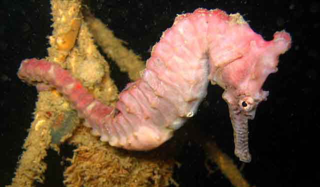 Hippocampus subelongatus