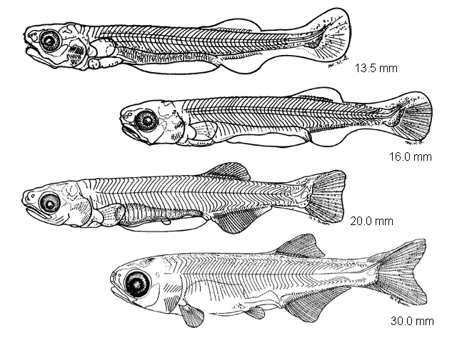 Hiodon tergisus