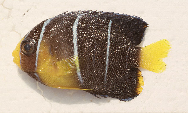 Holacanthus bermudensis