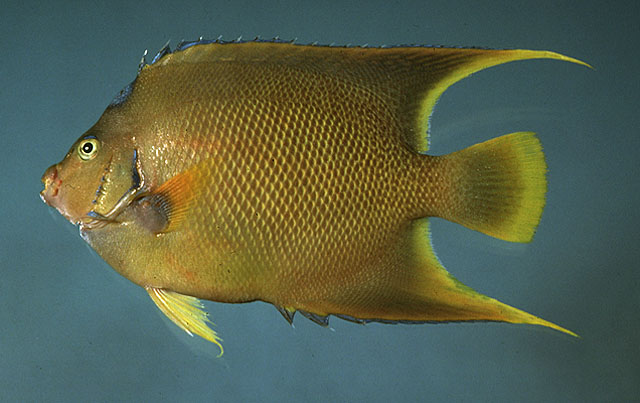 Holacanthus bermudensis