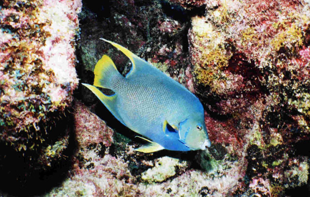 Holacanthus bermudensis