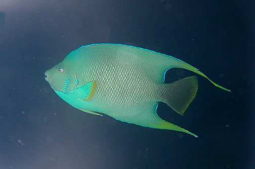 Holacanthus bermudensis