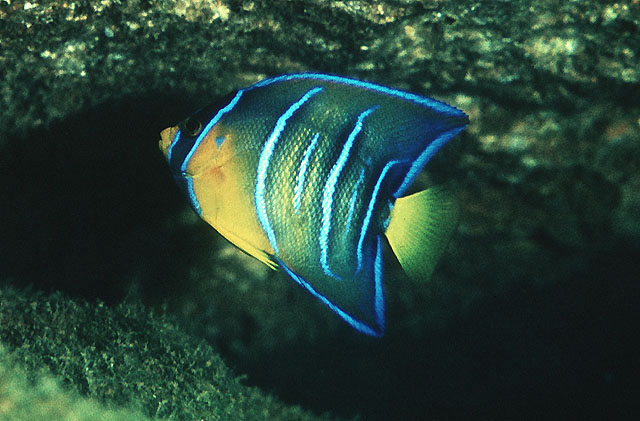 Holacanthus ciliaris