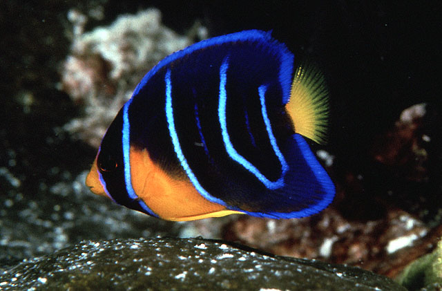 Holacanthus ciliaris