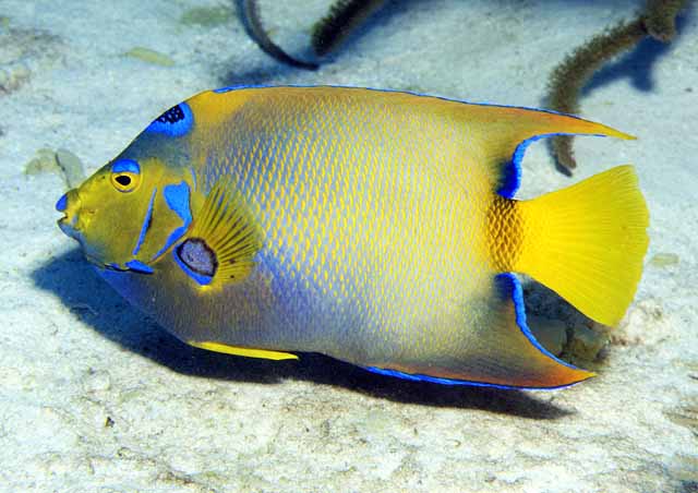 Holacanthus ciliaris