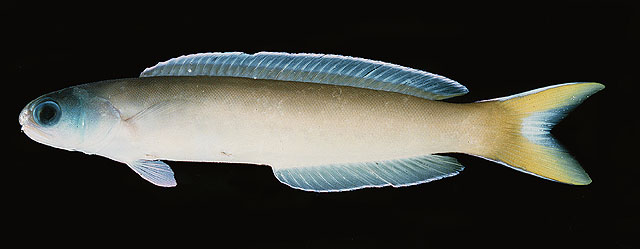 Hoplolatilus cuniculus