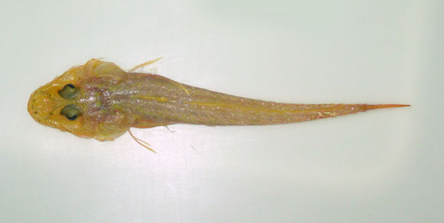 Hoplichthys gilberti