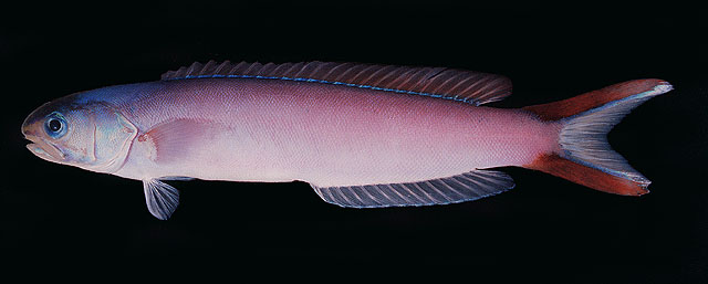 Hoplolatilus purpureus