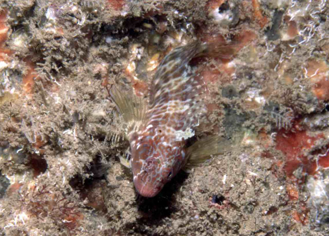 Hypleurochilus aequipinnis