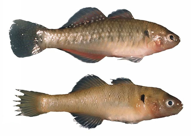 Hypseleotris aurea