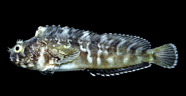 Hypsoblennius caulopus