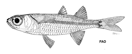 Hypoatherina crenolepis