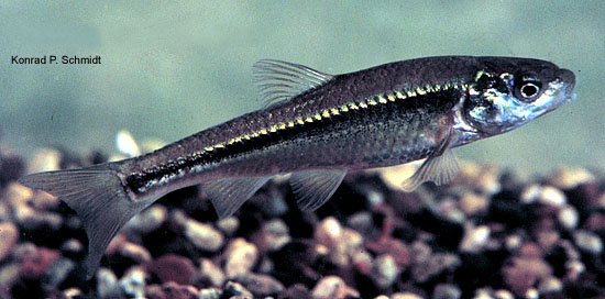 Hybognathus hankinsoni