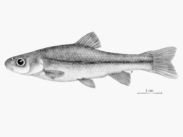 Hybognathus hankinsoni