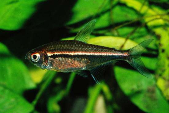 Hyphessobrycon heterorhabdus