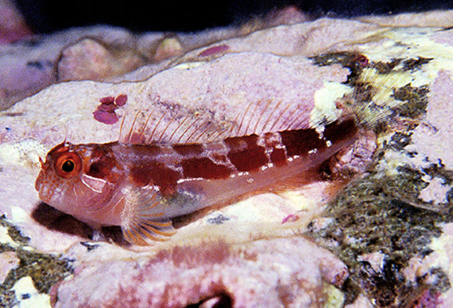 Hypsoblennius proteus