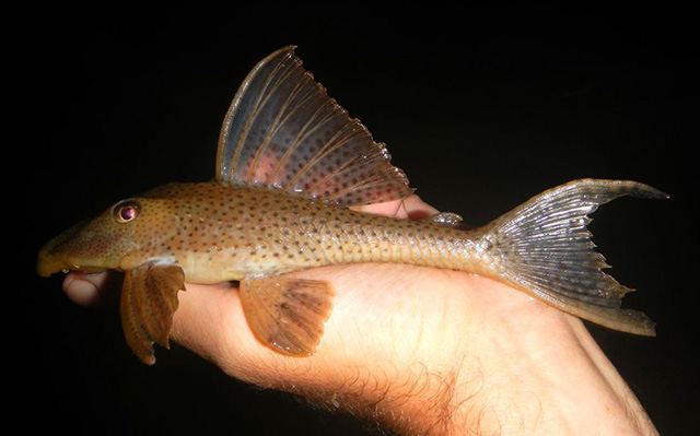 Hypostomus surinamensis