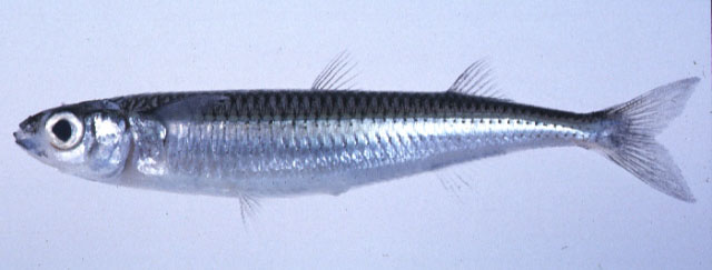 Hypoatherina tsurugae