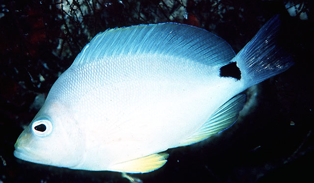 Hypoplectrus unicolor