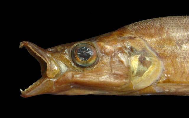 Ichthyborus congolensis