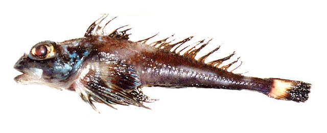 Icelus perminovi