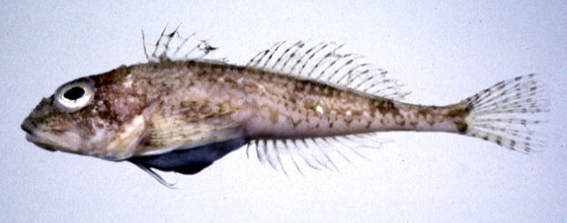 Icelus stenosomus