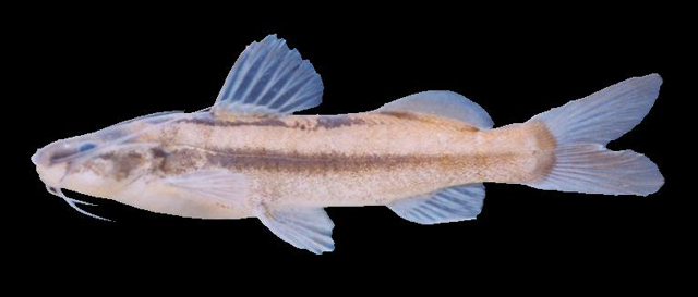 Imparfinis schubarti