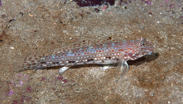 Istigobius decoratus