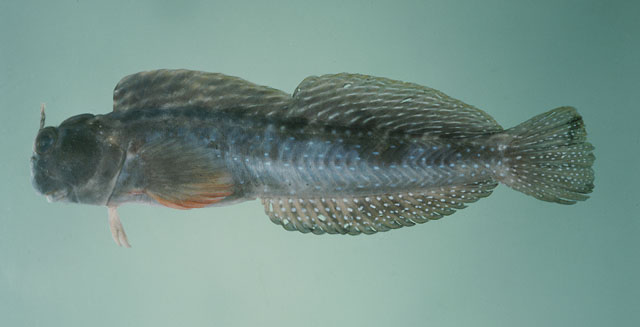 Istiblennius meleagris