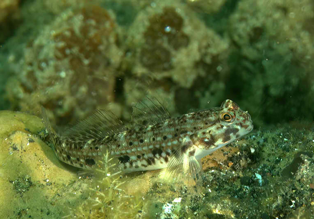 Istigobius nigroocellatus