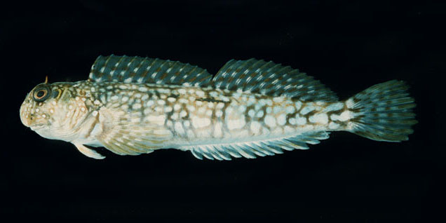 Istiblennius spilotus