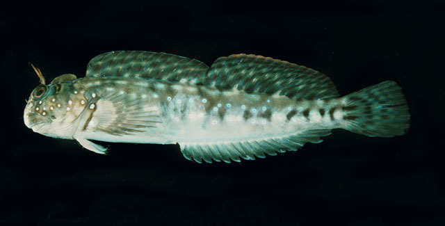 Istiblennius spilotus