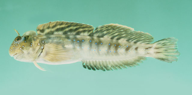 Istiblennius spilotus