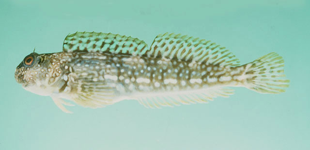 Istiblennius spilotus