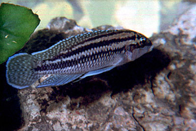 Julidochromis dickfeldi