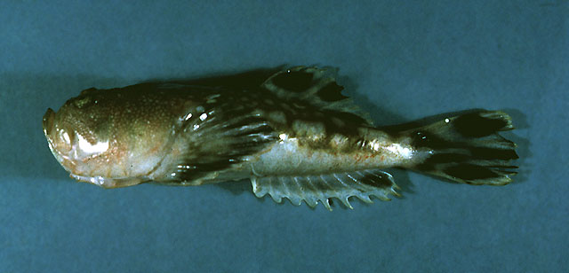 Kathetostoma albigutta