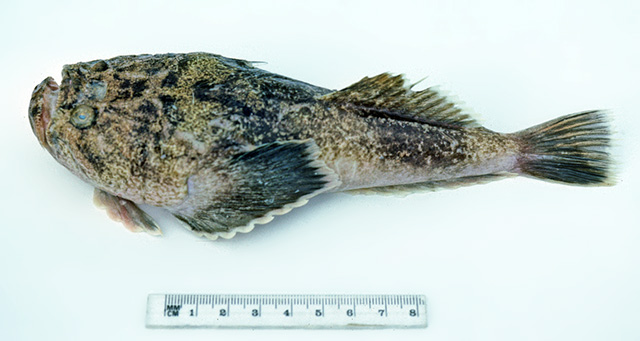 Kathetostoma canaster