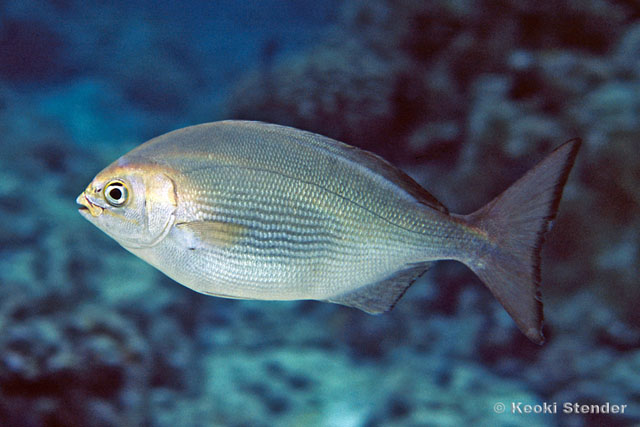 Kyphosus hawaiiensis