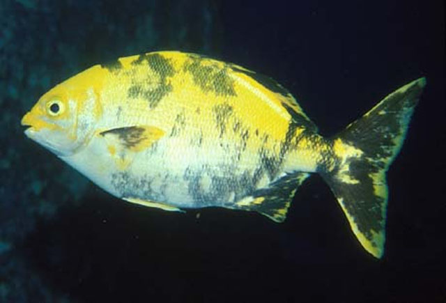 Kyphosus lutescens