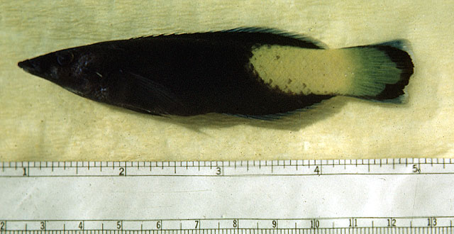 Labroides bicolor