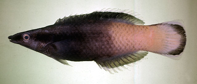 Labroides bicolor