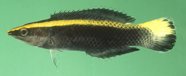 Labroides bicolor