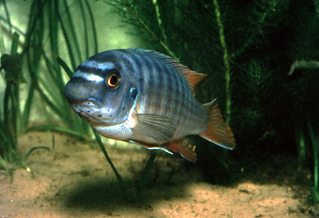 Labeotropheus fuelleborni