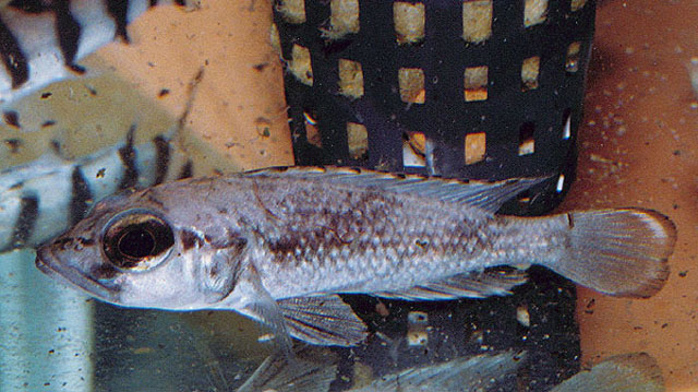 Lamprologus lemairii