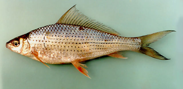 Labiobarbus leptocheilus