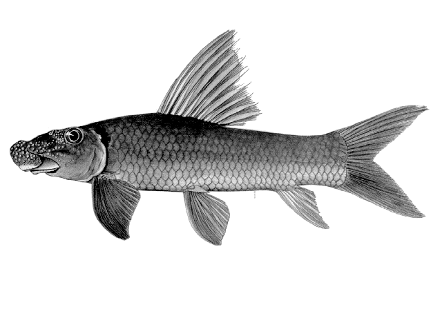 Labeo macrostoma