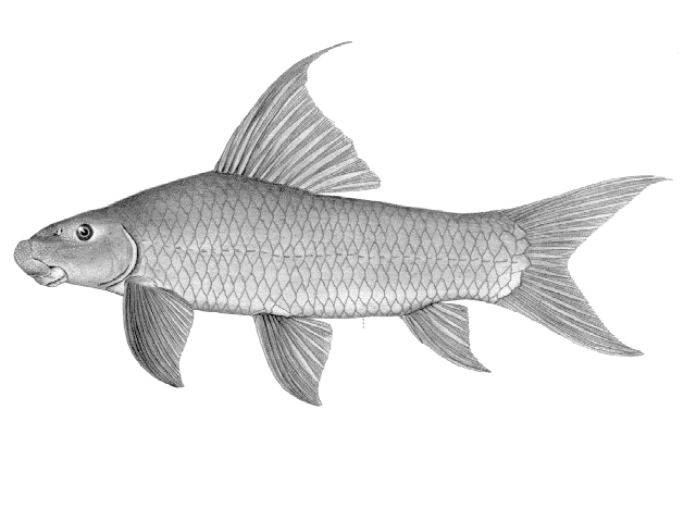 Labeo parvus