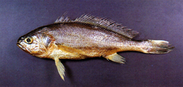 Larimichthys polyactis