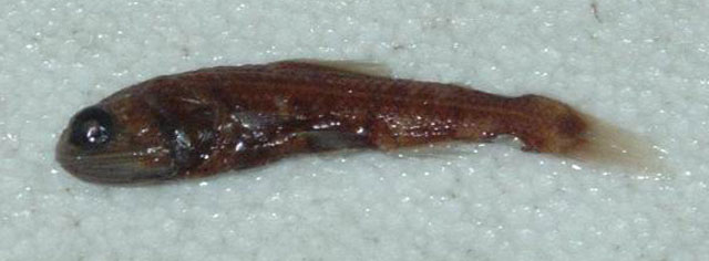 Lampadena urophaos