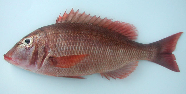 Lethrinus atlanticus